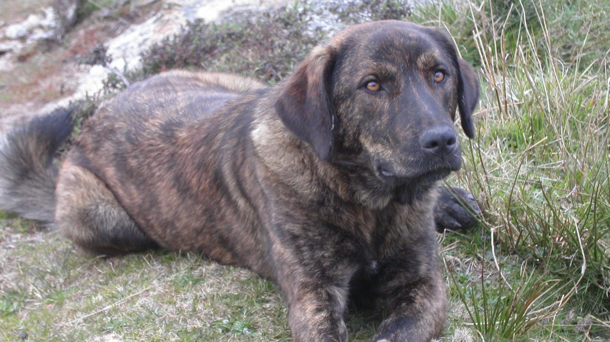 Pitucha | Boticas | DN: 2006
